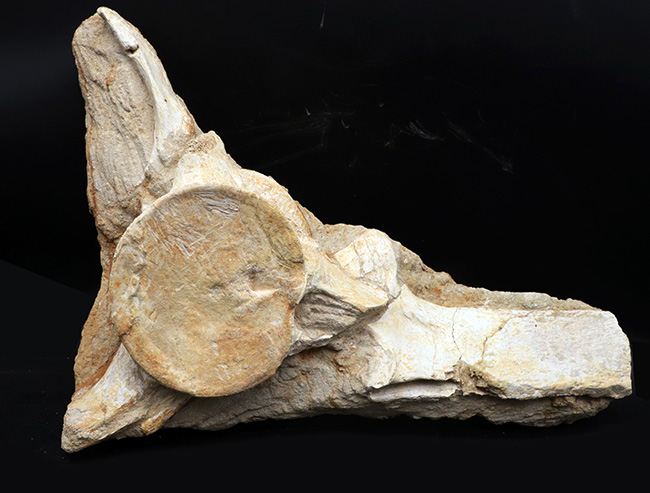 ４０センチオーバー、３４０５グラム！海のティラノサウルスこと、白亜紀後期の頂点捕食者、モササウルス（Mosasaurus）の脊椎骨の化石（その2）