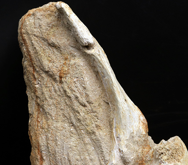 ４０センチオーバー、３４０５グラム！海のティラノサウルスこと、白亜紀後期の頂点捕食者、モササウルス（Mosasaurus）の脊椎骨の化石（その3）