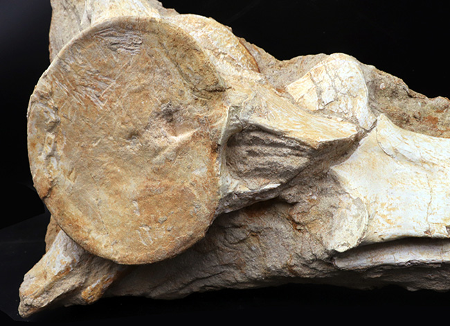 ４０センチオーバー、３４０５グラム！海のティラノサウルスこと、白亜紀後期の頂点捕食者、モササウルス（Mosasaurus）の脊椎骨の化石（その5）