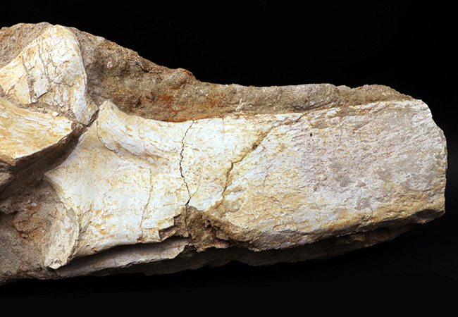 ４０センチオーバー、３４０５グラム！海のティラノサウルスこと、白亜紀後期の頂点捕食者、モササウルス（Mosasaurus）の脊椎骨の化石（その7）