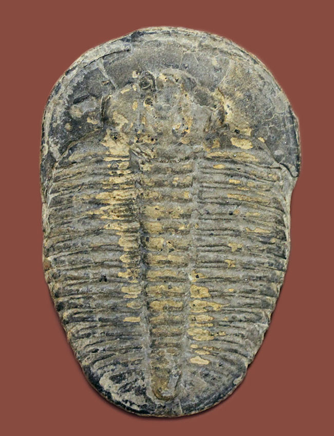 エクストラ・ラージ!カンブリア紀の三葉虫エルラシア・キンギのビッグな標本(その1)