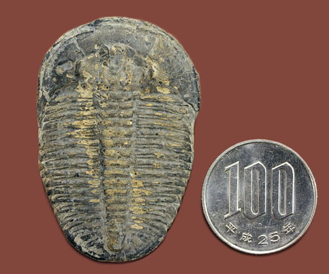 エクストラ・ラージ!カンブリア紀の三葉虫エルラシア・キンギのビッグな標本(その10)