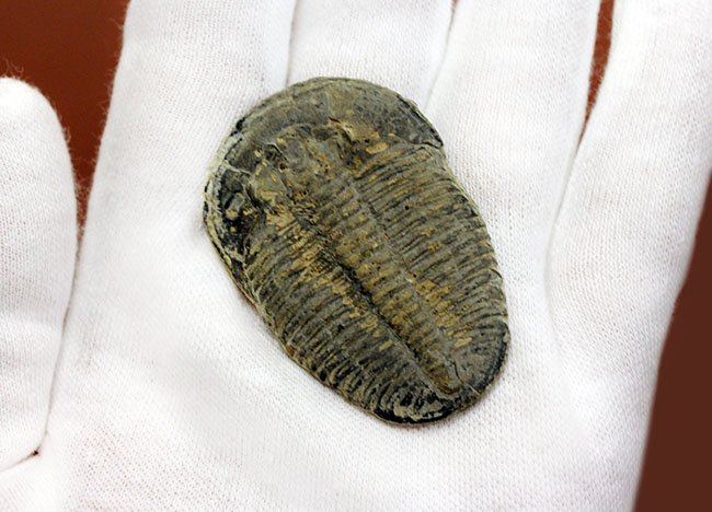 エクストラ・ラージ!カンブリア紀の三葉虫エルラシア・キンギのビッグな標本(その5)