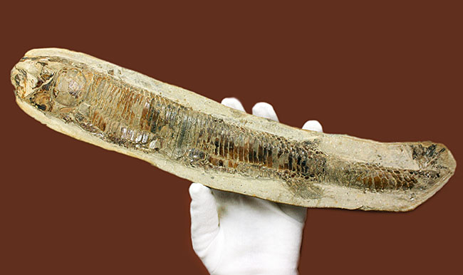 ブラジル・セアラ州サンタナフォーメーション産、中生代白亜紀に棲息していた古代魚ビンクティフェルの全身化石（その1）