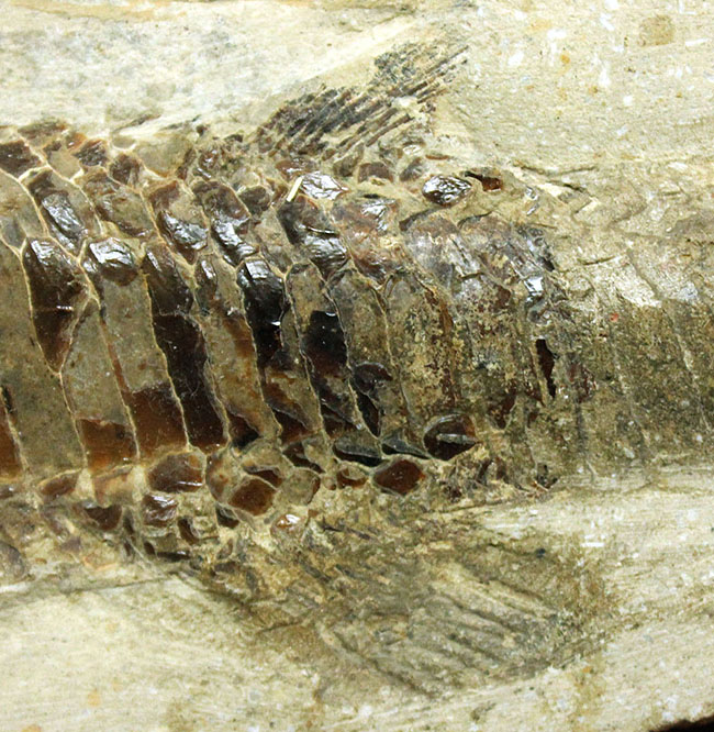 ブラジル・セアラ州サンタナフォーメーション産、中生代白亜紀に棲息していた古代魚ビンクティフェルの全身化石（その10）