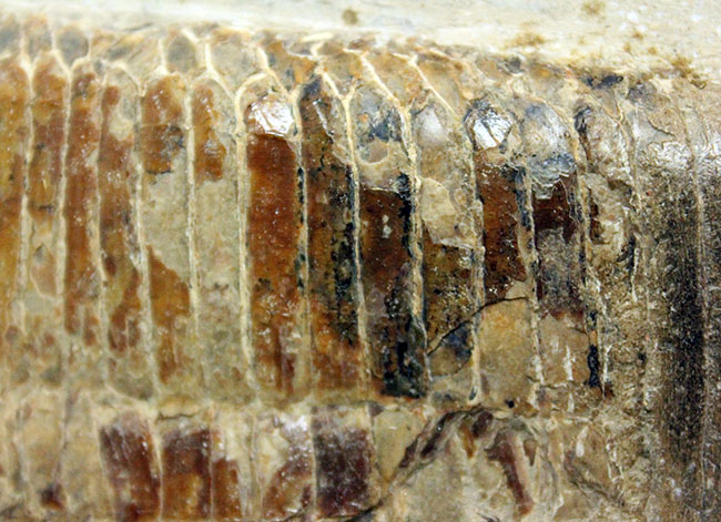 ブラジル・セアラ州サンタナフォーメーション産、中生代白亜紀に棲息していた古代魚ビンクティフェルの全身化石（その11）