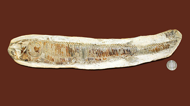 ブラジル・セアラ州サンタナフォーメーション産、中生代白亜紀に棲息していた古代魚ビンクティフェルの全身化石（その12）