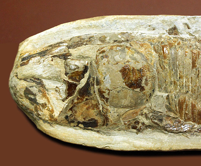 ブラジル・セアラ州サンタナフォーメーション産、中生代白亜紀に棲息していた古代魚ビンクティフェルの全身化石（その2）