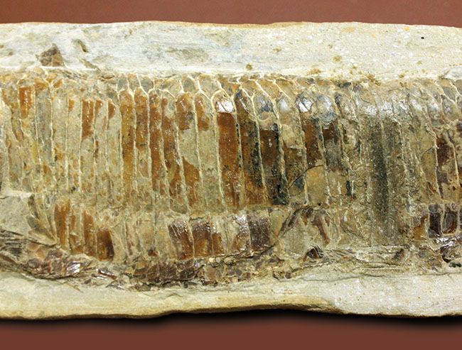 ブラジル・セアラ州サンタナフォーメーション産、中生代白亜紀に棲息していた古代魚ビンクティフェルの全身化石（その3）