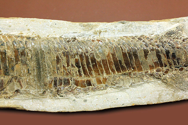 ブラジル・セアラ州サンタナフォーメーション産、中生代白亜紀に棲息していた古代魚ビンクティフェルの全身化石（その4）