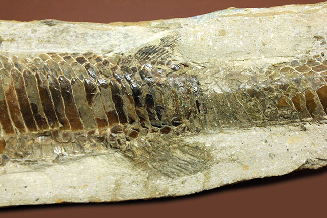 ブラジル・セアラ州サンタナフォーメーション産、中生代白亜紀に棲息していた古代魚ビンクティフェルの全身化石（その5）