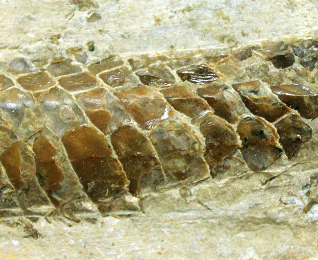 ブラジル・セアラ州サンタナフォーメーション産、中生代白亜紀に棲息していた古代魚ビンクティフェルの全身化石（その6）