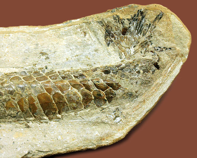 ブラジル・セアラ州サンタナフォーメーション産、中生代白亜紀に棲息していた古代魚ビンクティフェルの全身化石（その7）