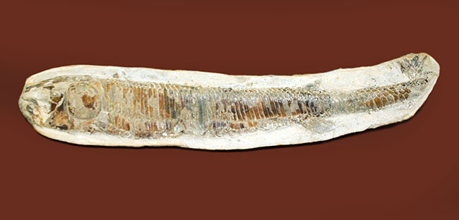 ブラジル・セアラ州サンタナフォーメーション産、中生代白亜紀に棲息していた古代魚ビンクティフェルの全身化石（その8）