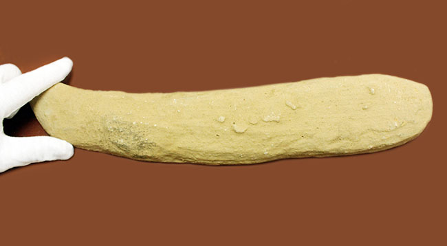 ブラジル・セアラ州サンタナフォーメーション産、中生代白亜紀に棲息していた古代魚ビンクティフェルの全身化石（その9）