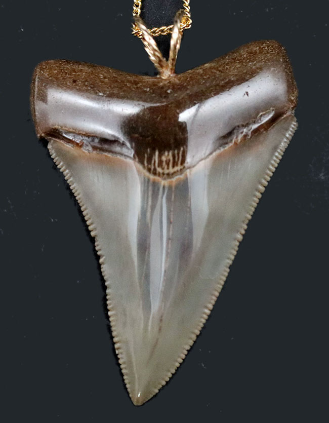 ナチュラル！凄まじいセレーションを有する、メガロドン（Carcharocles megalodon）の歯化石を使ったペンダントトップ（高級ジュエリーケース、革紐、チェーン付き）。金属接合部は１４金です！（その1）