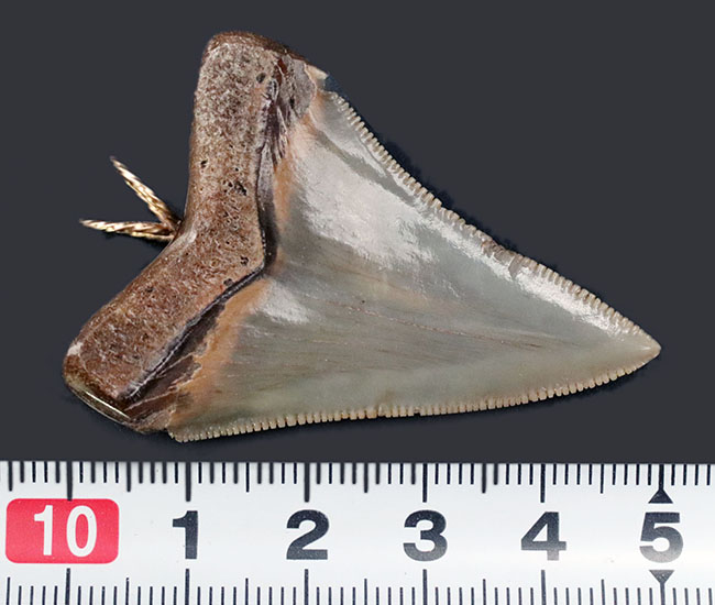 ナチュラル！凄まじいセレーションを有する、メガロドン（Carcharocles megalodon）の歯化石を使ったペンダントトップ（高級ジュエリーケース、革紐、チェーン付き）。金属接合部は１４金です！（その12）