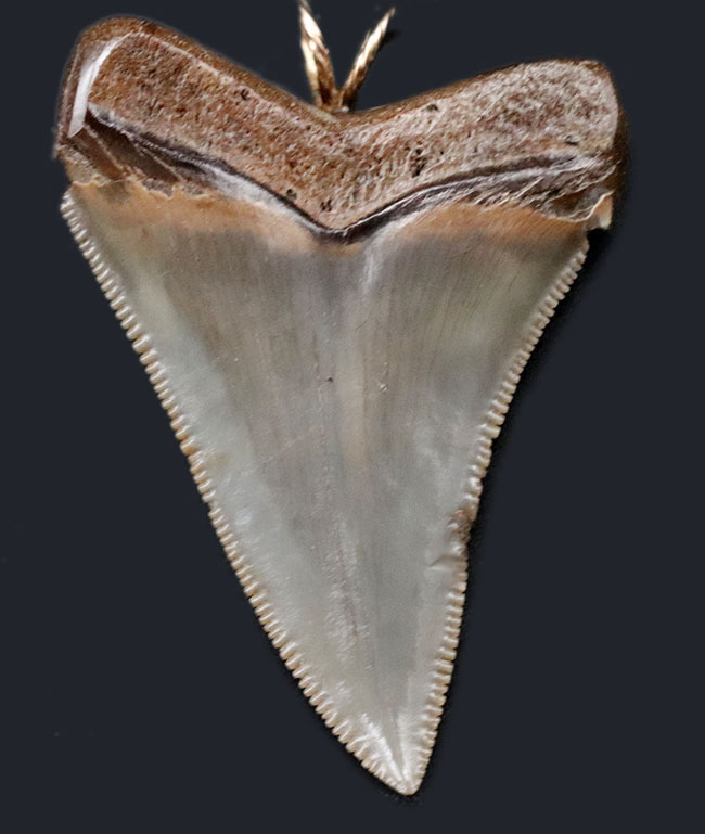 ナチュラル！凄まじいセレーションを有する、メガロドン（Carcharocles megalodon）の歯化石を使ったペンダントトップ（高級ジュエリーケース、革紐、チェーン付き）。金属接合部は１４金です！（その2）