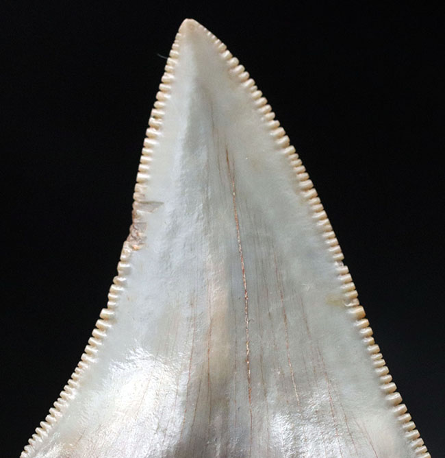 ナチュラル！凄まじいセレーションを有する、メガロドン（Carcharocles megalodon）の歯化石を使ったペンダントトップ（高級ジュエリーケース、革紐、チェーン付き）。金属接合部は１４金です！（その8）