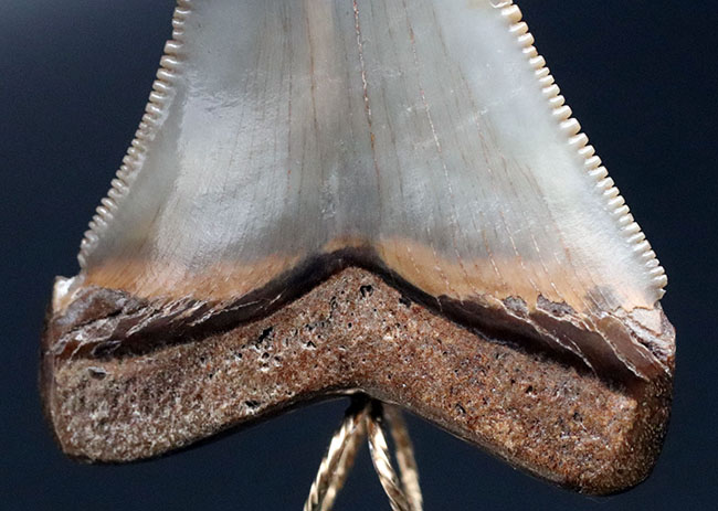 ナチュラル！凄まじいセレーションを有する、メガロドン（Carcharocles megalodon）の歯化石を使ったペンダントトップ（高級ジュエリーケース、革紐、チェーン付き）。金属接合部は１４金です！（その9）