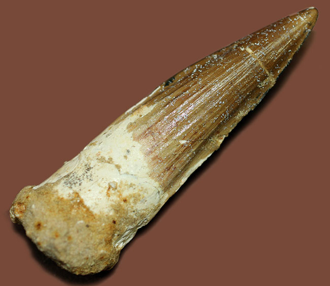 こだわりの厳選仕入。コレクショングレードのスピノサウルスの歯化石(Spinosaurus)(その1)