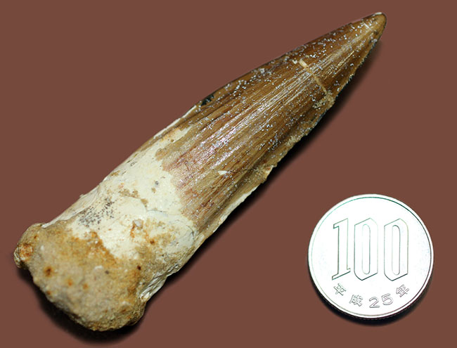 こだわりの厳選仕入。コレクショングレードのスピノサウルスの歯化石(Spinosaurus)(その15)