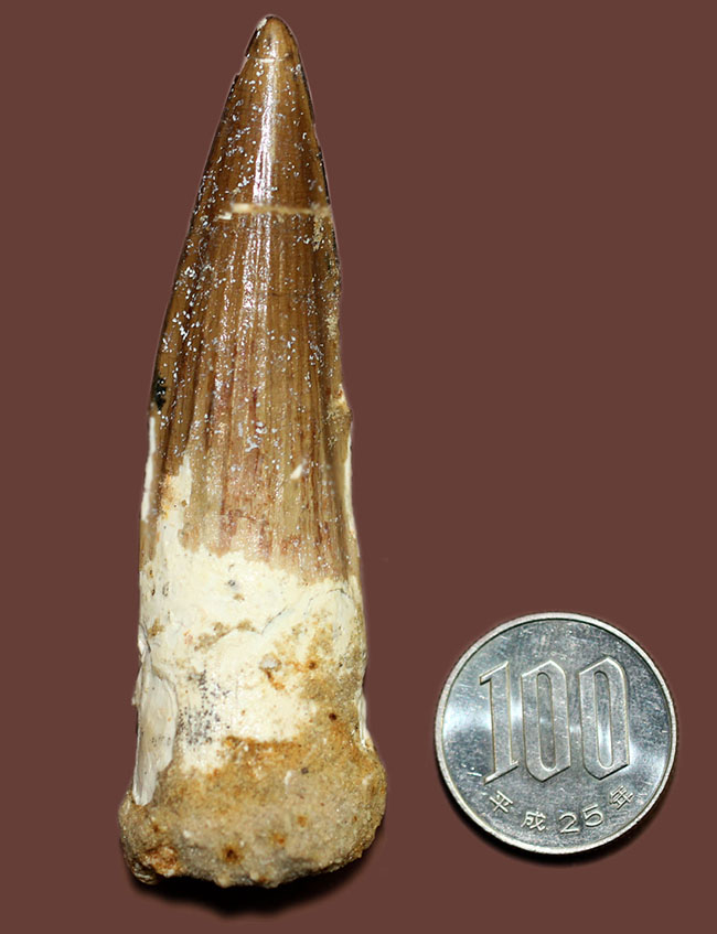 こだわりの厳選仕入。コレクショングレードのスピノサウルスの歯化石(Spinosaurus)(その16)