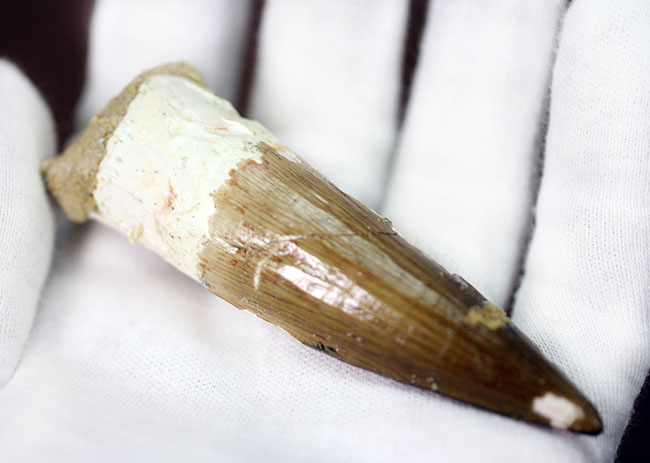 こだわりの厳選仕入。コレクショングレードのスピノサウルスの歯化石