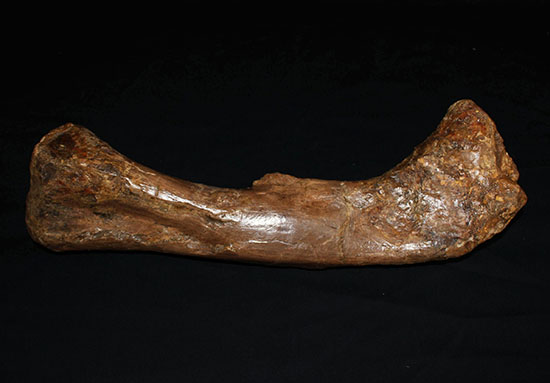 完全品！鳥脚類エドモントサウルス（Edmontosaurus）の亜成体の大腿骨。（その1）