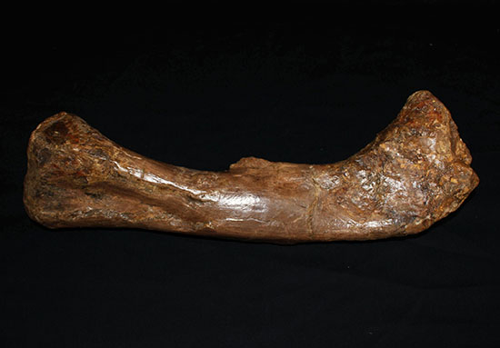 完全品!鳥脚類エドモントサウルス(Edmontosaurus)の亜成体の大腿骨。(その1)