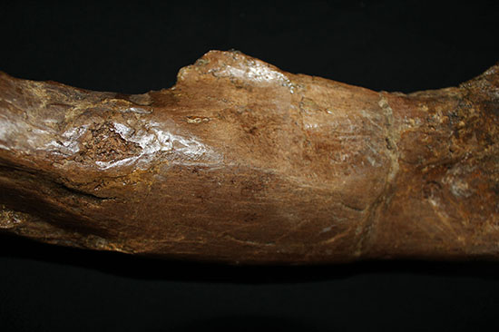 完全品！鳥脚類エドモントサウルス（Edmontosaurus）の亜成体の大腿骨。（その10）