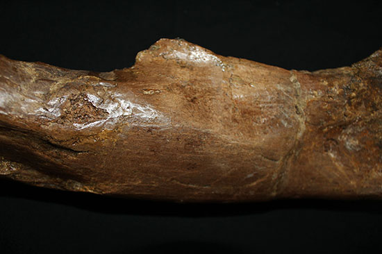 完全品!鳥脚類エドモントサウルス(Edmontosaurus)の亜成体の大腿骨。(その10)