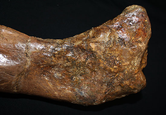 完全品!鳥脚類エドモントサウルス(Edmontosaurus)の亜成体の大腿骨。(その11)