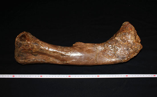 完全品!鳥脚類エドモントサウルス(Edmontosaurus)の亜成体の大腿骨。(その12)