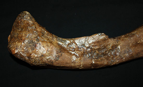 完全品!鳥脚類エドモントサウルス(Edmontosaurus)の亜成体の大腿骨。(その14)