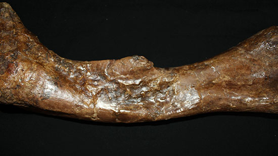 完全品!鳥脚類エドモントサウルス(Edmontosaurus)の亜成体の大腿骨。(その15)