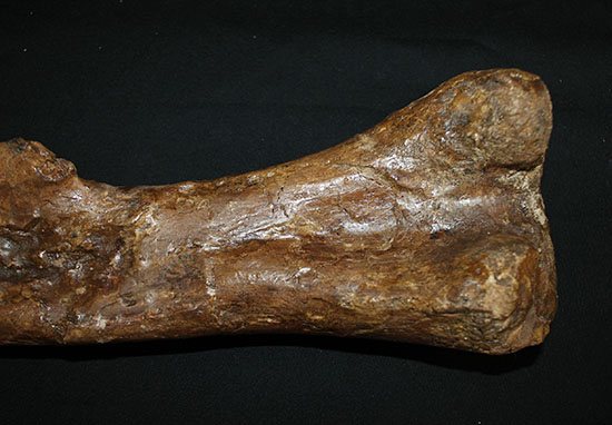 完全品!鳥脚類エドモントサウルス(Edmontosaurus)の亜成体の大腿骨。(その16)