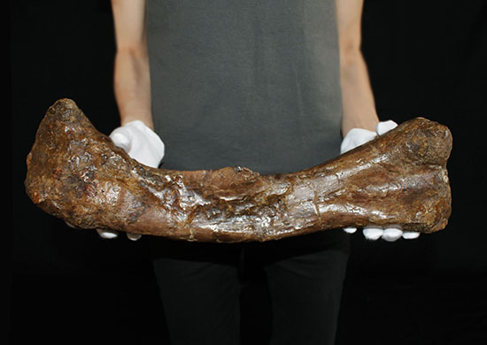完全品!鳥脚類エドモントサウルス(Edmontosaurus)の亜成体の大腿骨。(その17)
