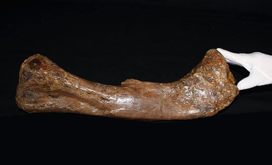 完全品!鳥脚類エドモントサウルス(Edmontosaurus)の亜成体の大腿骨。(その18)
