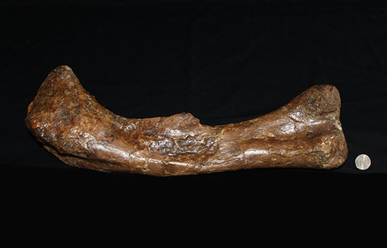 完全品!鳥脚類エドモントサウルス(Edmontosaurus)の亜成体の大腿骨。(その19)