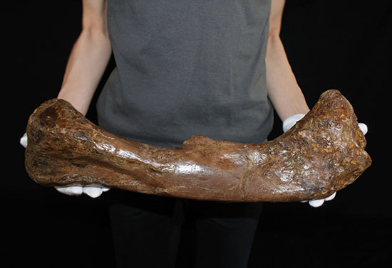 完全品!鳥脚類エドモントサウルス(Edmontosaurus)の亜成体の大腿骨。(その2)