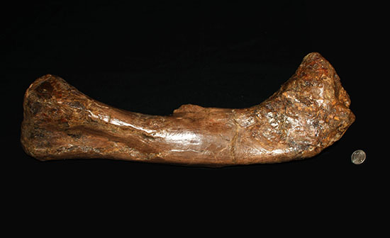 完全品!鳥脚類エドモントサウルス(Edmontosaurus)の亜成体の大腿骨。(その20)