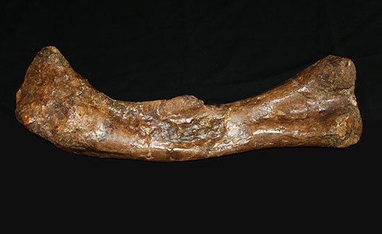 完全品！鳥脚類エドモントサウルス（Edmontosaurus）の亜成体の大腿骨。（その3）