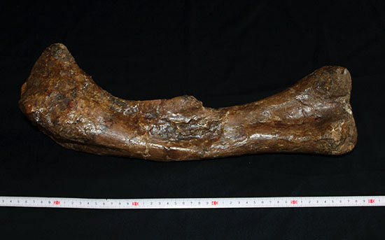 完全品!鳥脚類エドモントサウルス(Edmontosaurus)の亜成体の大腿骨。(その4)
