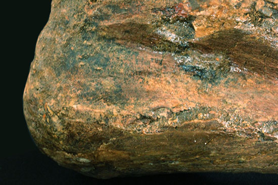 完全品!鳥脚類エドモントサウルス(Edmontosaurus)の亜成体の大腿骨。(その5)