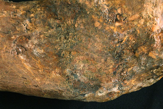 完全品!鳥脚類エドモントサウルス(Edmontosaurus)の亜成体の大腿骨。(その6)