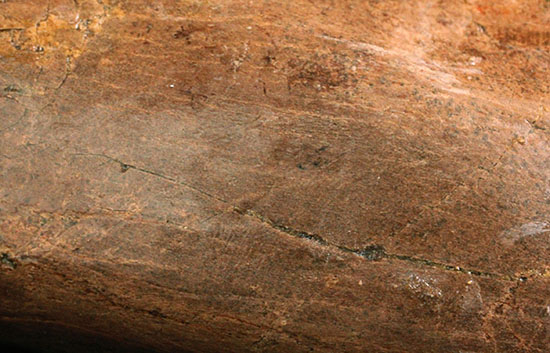 完全品!鳥脚類エドモントサウルス(Edmontosaurus)の亜成体の大腿骨。(その8)