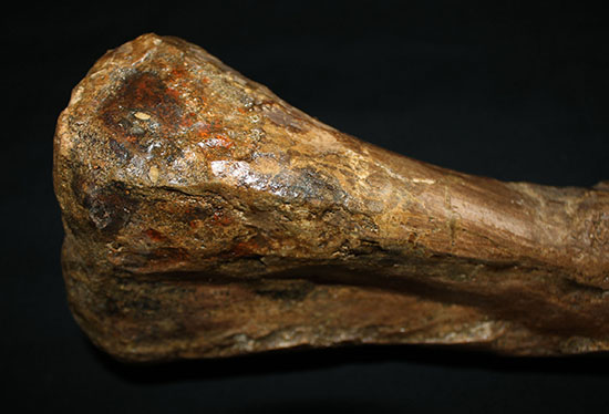 完全品!鳥脚類エドモントサウルス(Edmontosaurus)の亜成体の大腿骨。(その9)