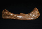 完全品！鳥脚類エドモントサウルス（Edmontosaurus）の亜成体の大腿骨。