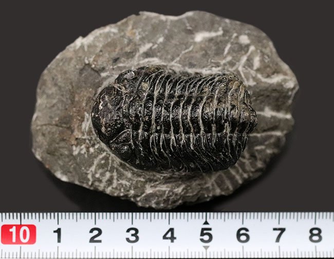 複眼のレンズも確認できる、モロッコ産のデボン紀の三葉虫、ファコプスの化石(その10)